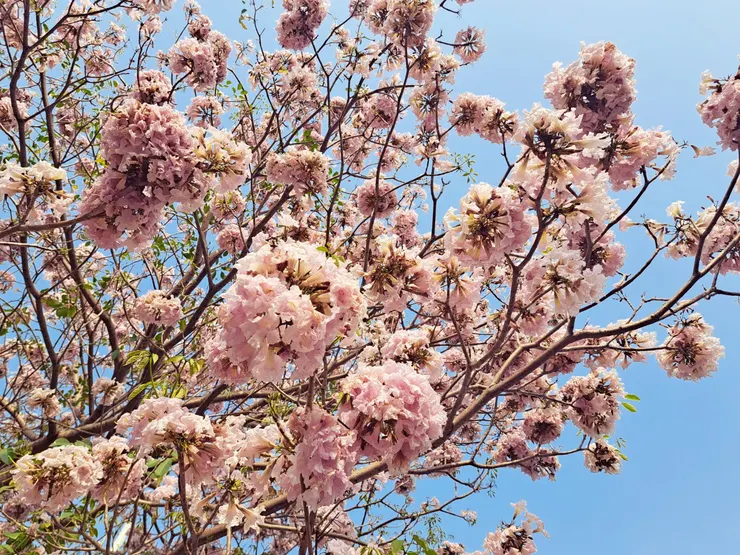 霉女拍攝於2024.04.11