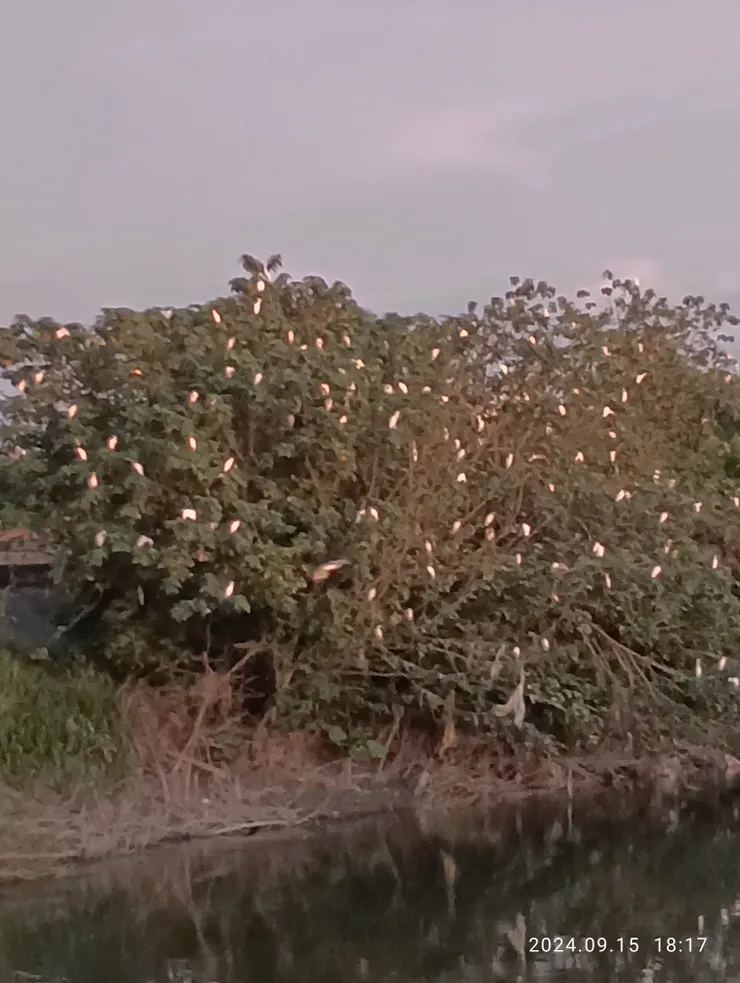 溪岸樹棲白鷺鷥