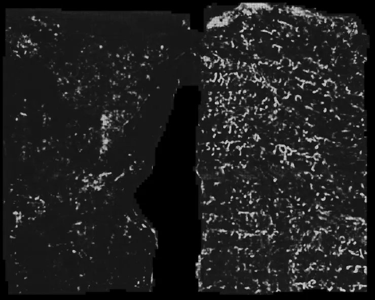 圖片來源：Vesuvius Challenge