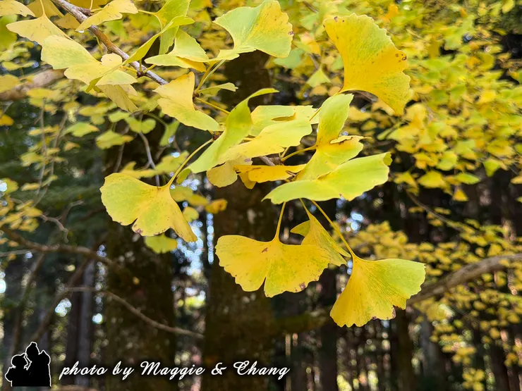 銀杏已轉黃，在陽光下閃著金色光芒
