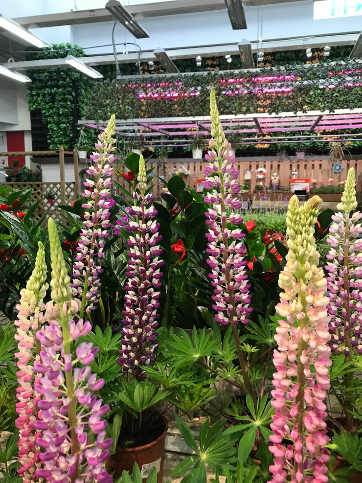 南坎特力屋所賣的魯冰花