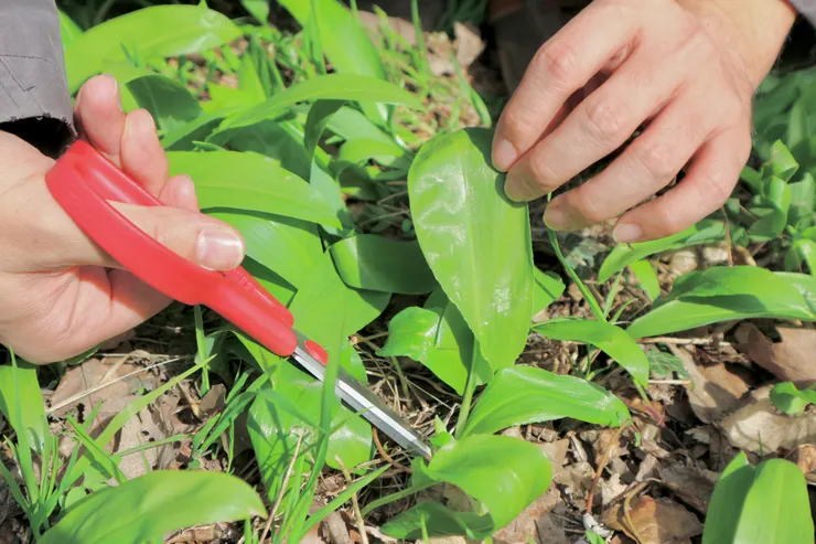 採摘時，挑選尚未開花的葉子最嫩最好吃
