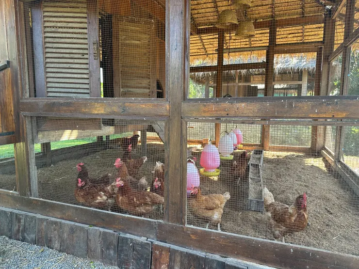 愛吃辣的母雞們ＸＤ