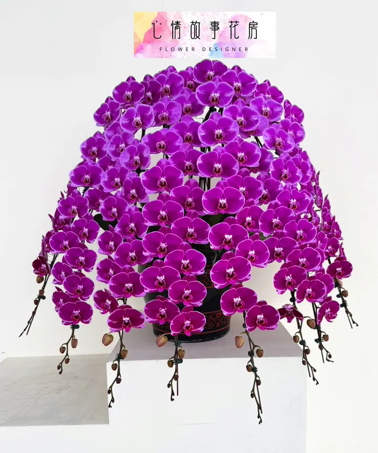 台南心情故事花房｜長花梗高級蘭花正式進軍送禮市場，為高級場所與尊貴人士打造專屬花藝禮品