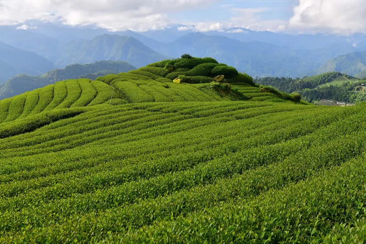 圖片來自：交通部觀光署 阿里山國家風景區管理處 