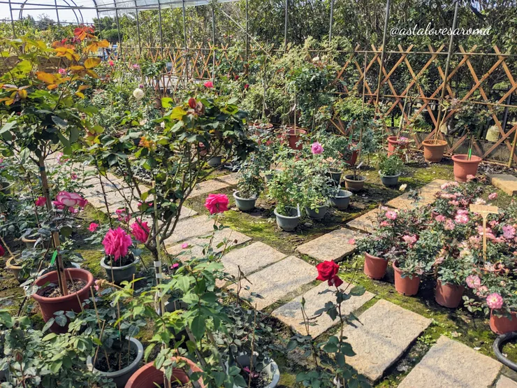 玫瑰販售區一隅