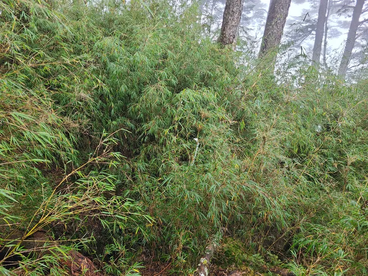 箭竹林，路條指引