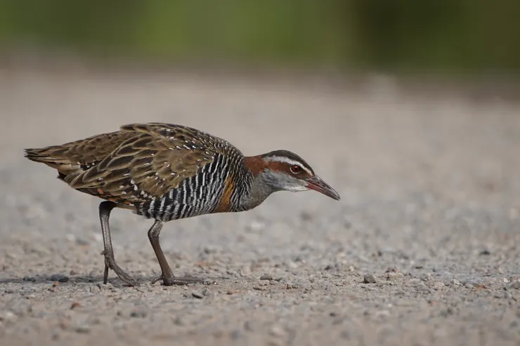 (有機會遇到)很不怕人的 Buff-banded Rail