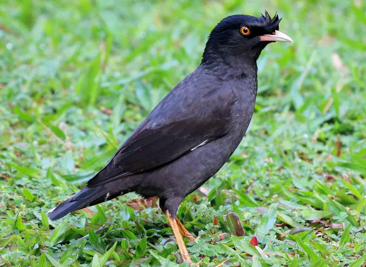 圖為台灣冠八哥，牠的嘴巴顏色是象牙白，羽簇較多較為明顯。圖片來源：eBird