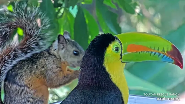 圖片來源：explore.org 官網 / 哥斯大黎加 