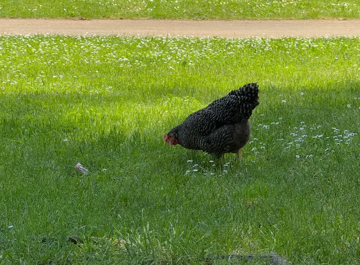 城堡外的草地多了一隻雞