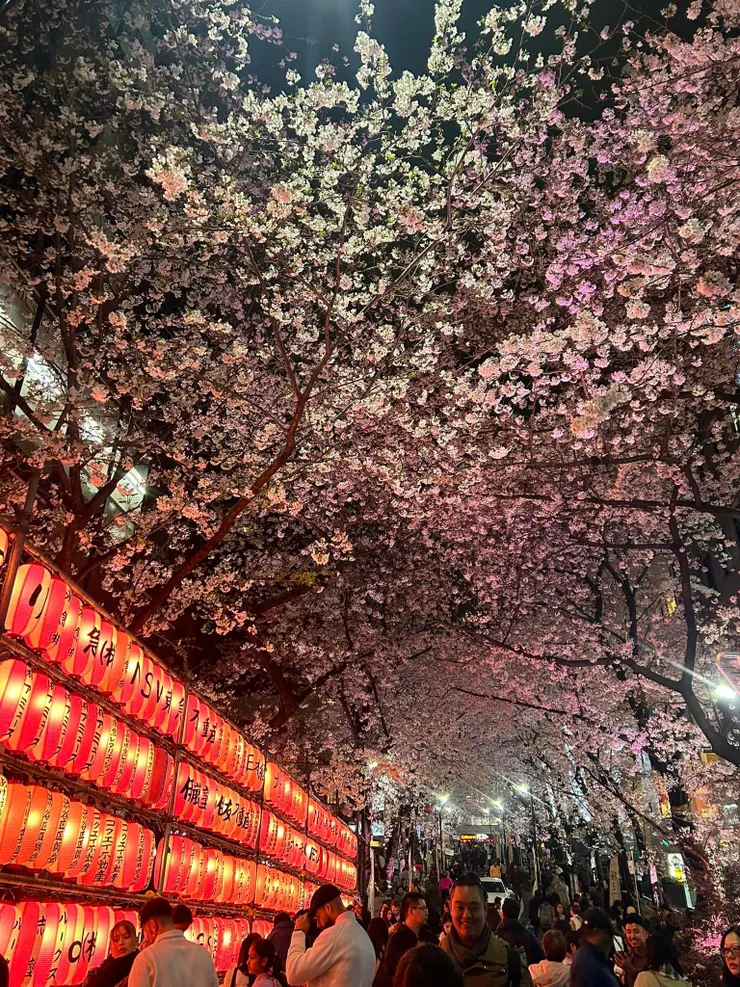 偶然巧遇的涉谷櫻花隧道一樣滿開中