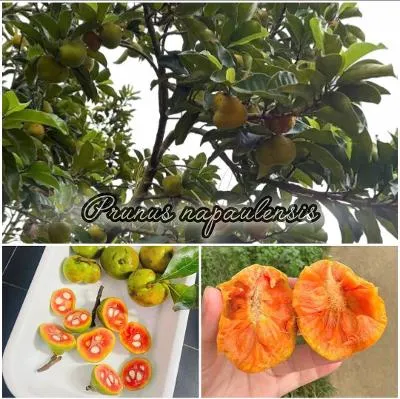 胭脂果(Prunus napaulensis)