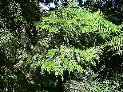 src