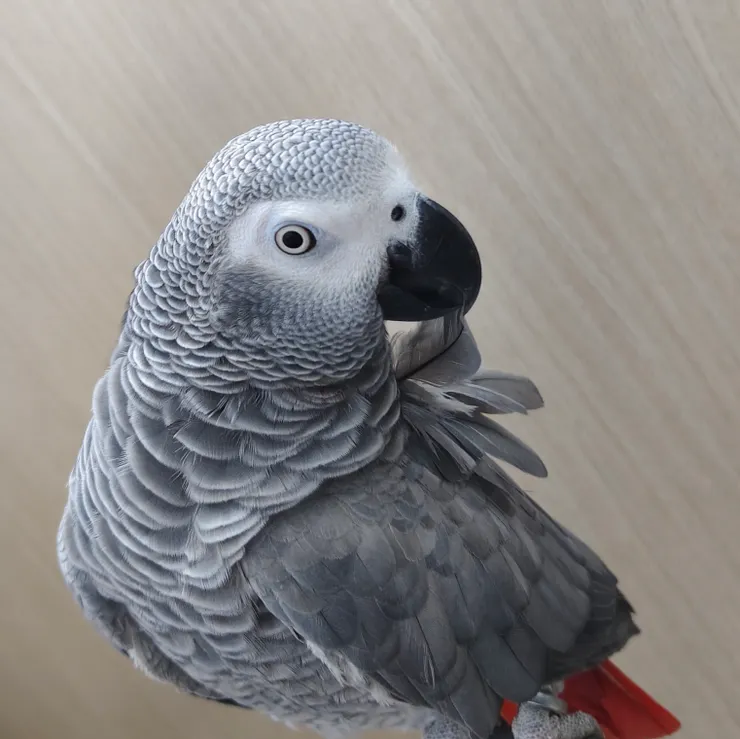 圖片來源:vocus 灰鸚鵡小灰寶貝《非洲灰鸚鵡的個性及優缺點》