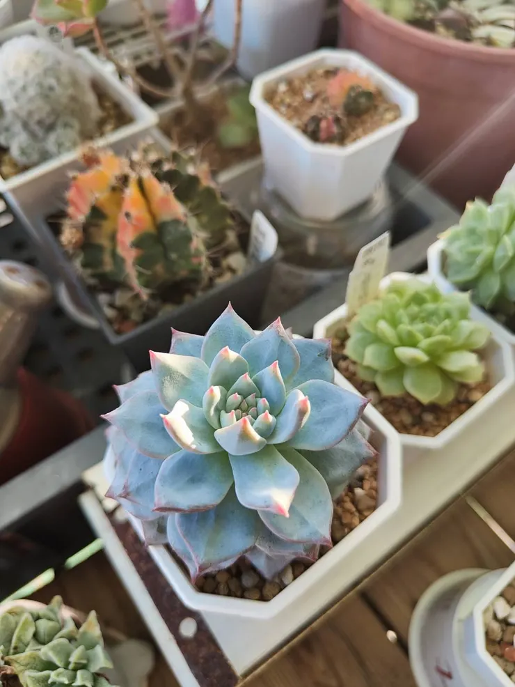 花牌不見了...有可能是水晶藍鳥...或藍鳥香檳 ? 藍鳥系列的也是好度夏款，顏色也美