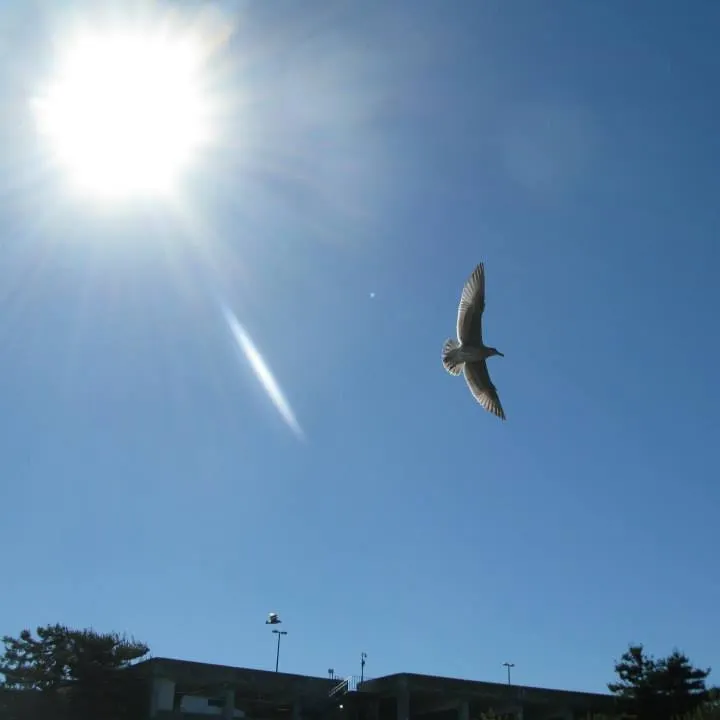 圖 YHCC@自由之鴿