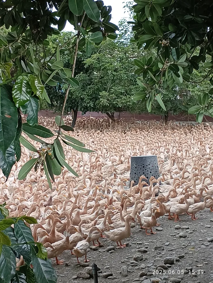 跟鴨寶說拍照了，全體轉向我