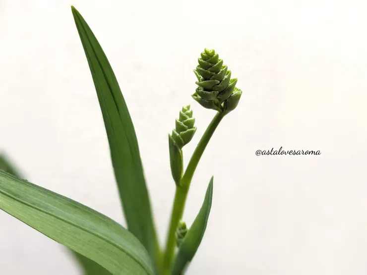 小蒼蘭花苞 攝於 2025.12.19