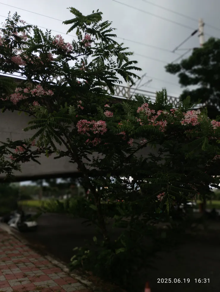 照片上有時間序，這張是在雨中拍攝