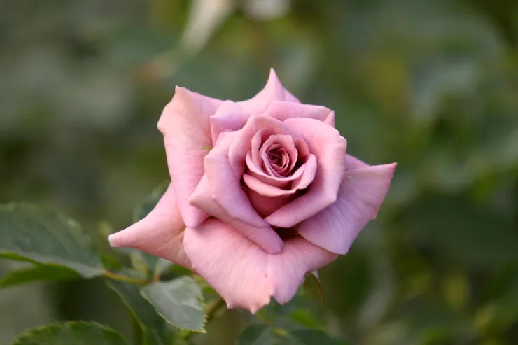 花瓣凋落前的邊緣,是時間留給風的筆跡。