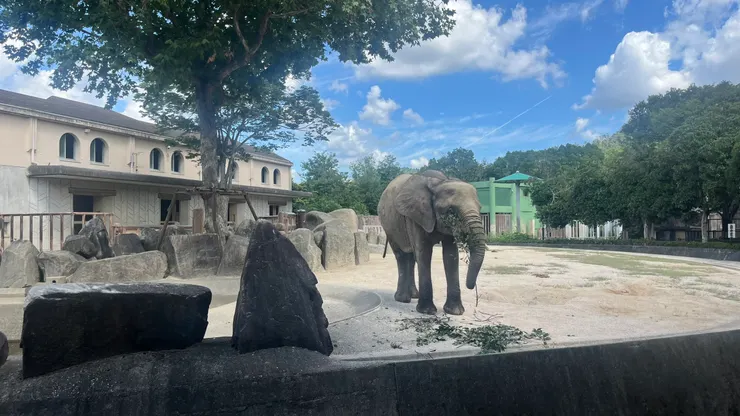 大大的耳朵真的很可愛。
