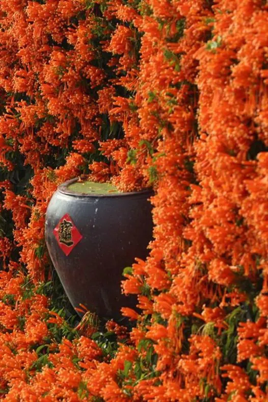 家裡附近的炮仗花，每到年節就纍纍披垂，還伸進了一口「招財進寶」的甕裡，真有金玉滿堂、喜氣洋洋的氣象！