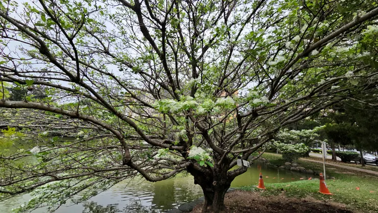 中興湖畔流蘇(李建崑攝影)