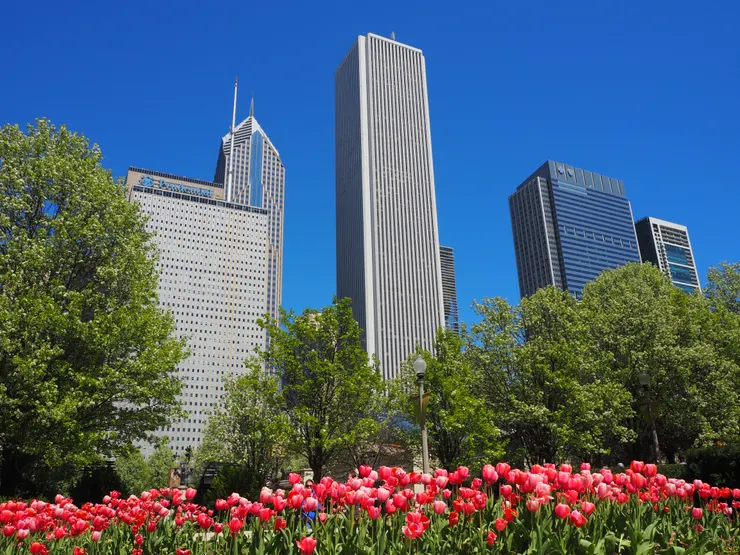 千禧公園的鬱金香開了