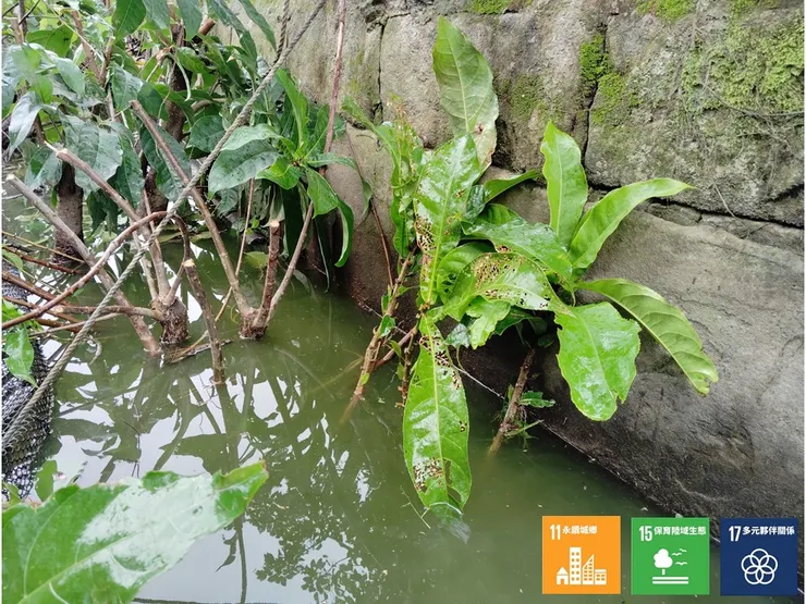 新插的穗花棋盤腳