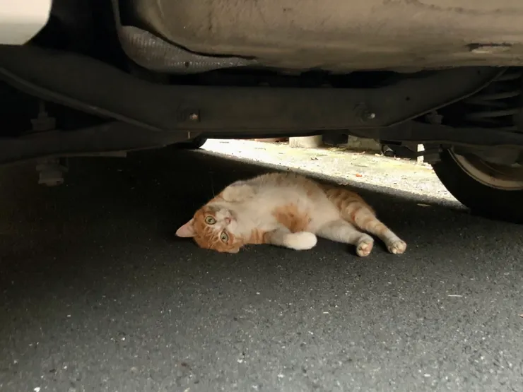 很慵懶地躲在人家車子底下😽