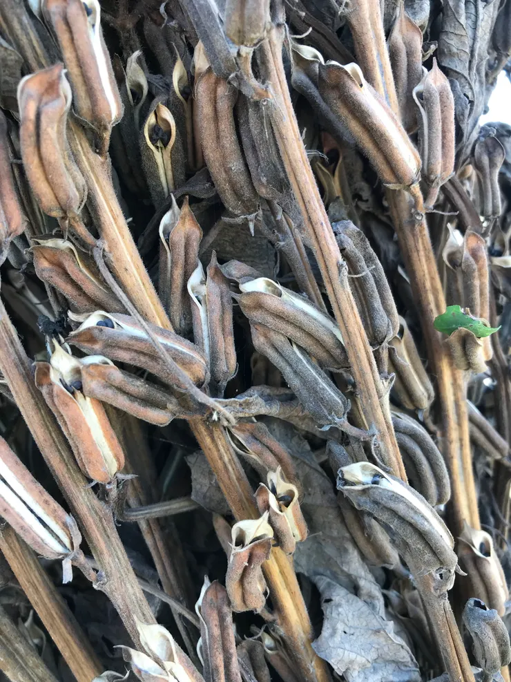 莢中黑粒就是芝麻粒