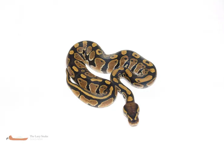 HRA het Pied 50% het Albino