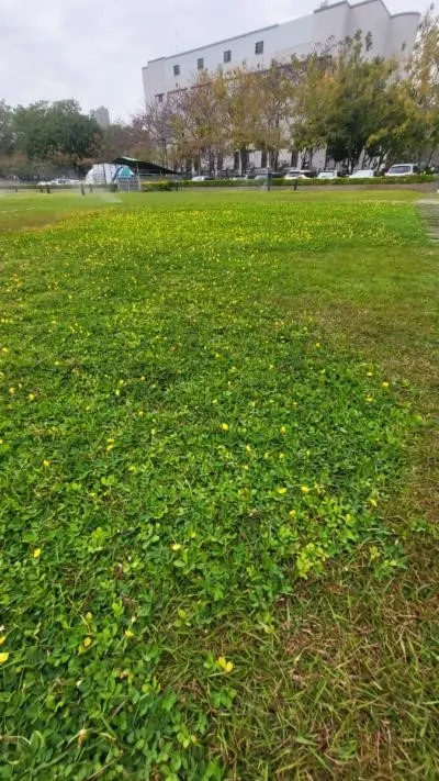 遍地黃金(Arachis pintoi)(李建崑攝影)