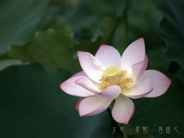 世俗我執的表現不易發現,必須迴光返照,警惕每一天的當下