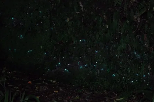 霍基蒂卡路邊的野生藍光螢火蟲