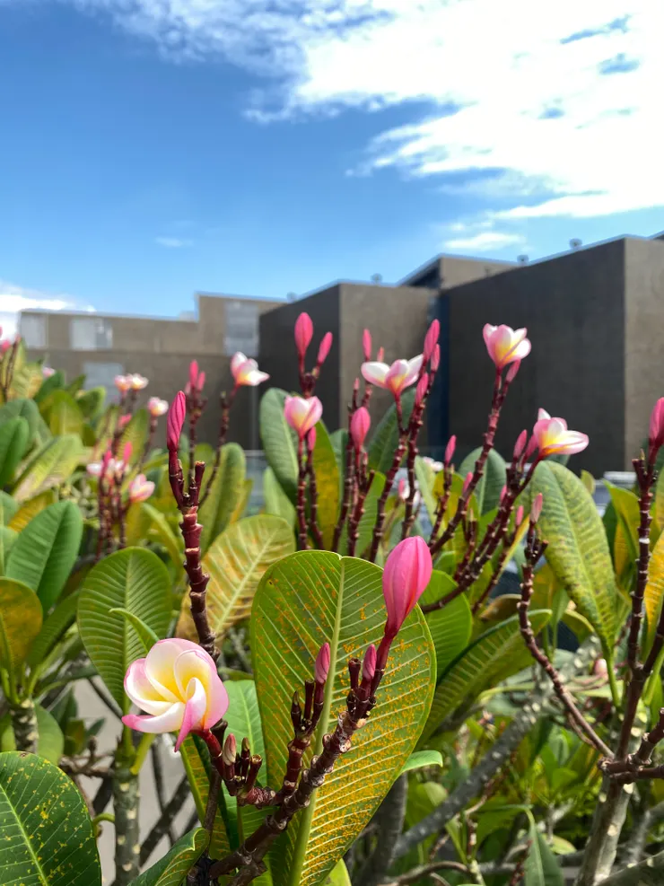 台中美術館外的雞蛋花，很可愛❤️