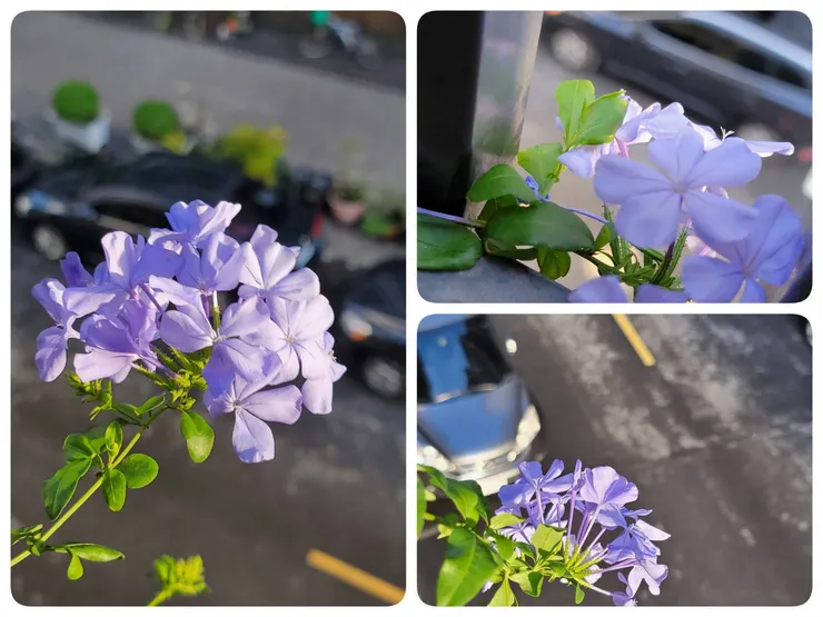 2024/03/28 - 開花