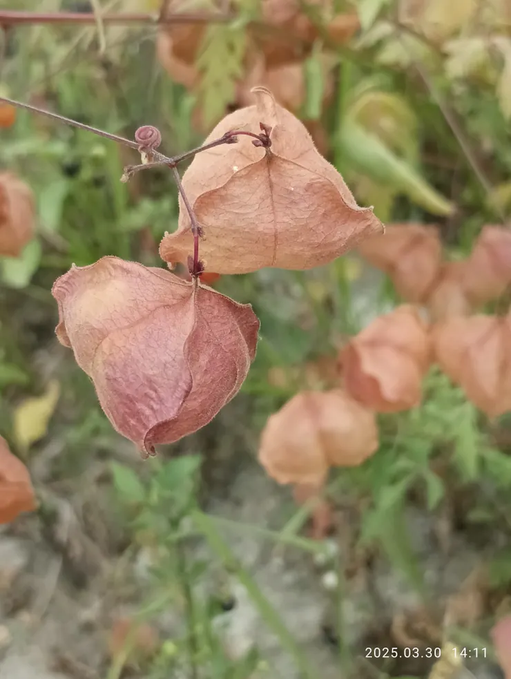 野外倒地鈴葉黃果熟