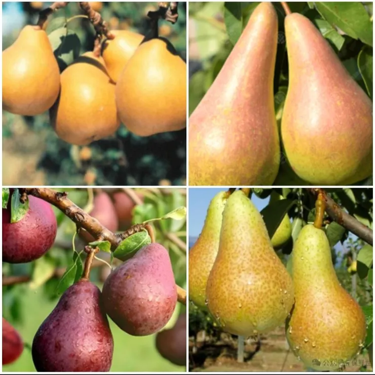 常見的梨子