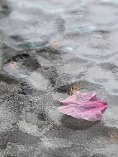 落櫻...沒有繽紛。