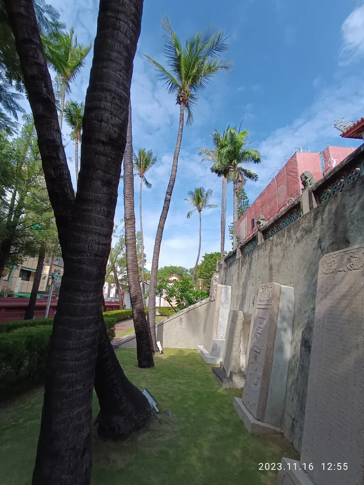 樓前椰子樹