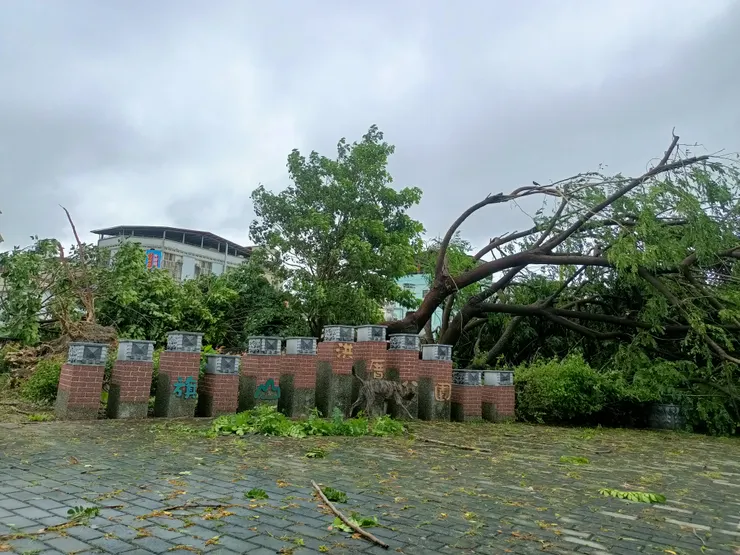 旗山每天陪伴我與汪汪的雨豆樹，因為海葵颱風的爆擊下，見證它被吹倒了。