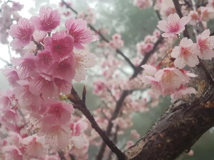 下著小雨的登山體驗