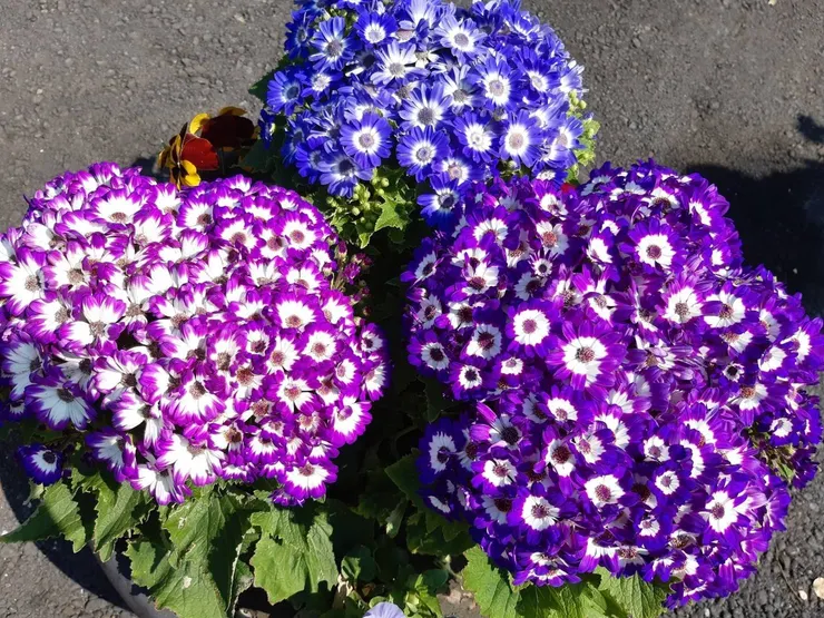 瓜葉菊Pericallis hybrida