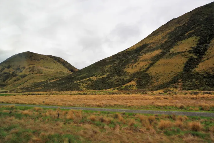 滿山遍野的黃花