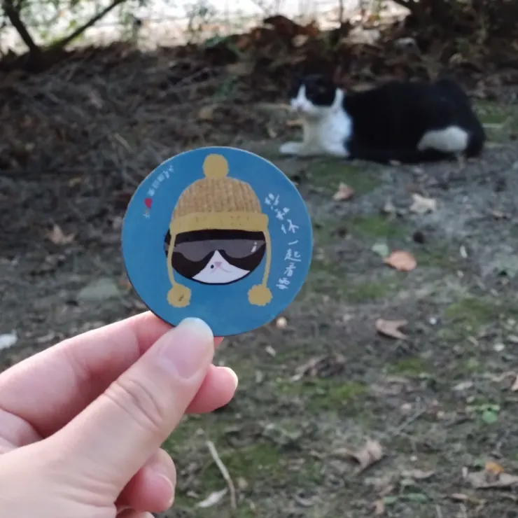 偶遇的同款貓貓