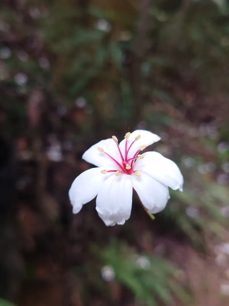 一朵被蜘蛛絲吊掛的油桐花