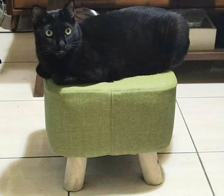 篤厚的小黑已經八歲(李建崑攝影)