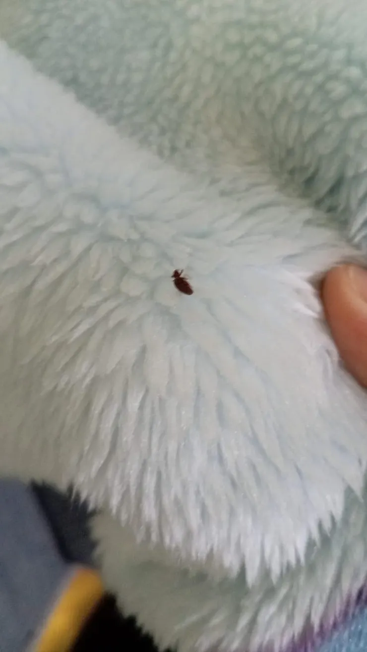 拍攝的床蝨實圖，在毛巾上︳六足蟲體特徵清楚可辨